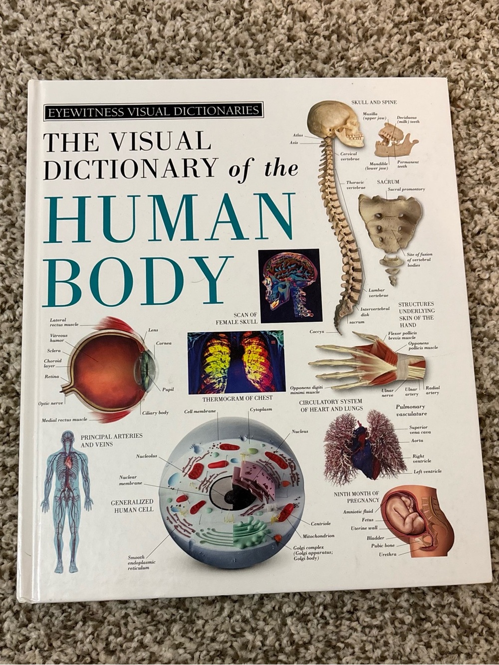 Eyewitness Visual Dictionaries: The Visual Dictionary of the Human Body Hardback